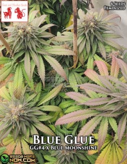 Goat and Monkey Seeds - Blue Glue {FEM} [6pk]goat-and-monkey-blue-glue-fem