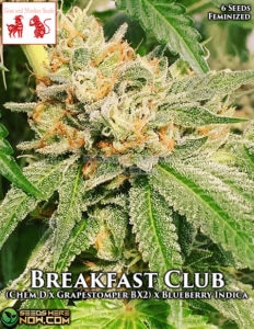 Breakfast Club (feminized) - Goat and Monkey Seeds
