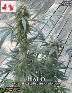 Halo (feminized) - Goat and Monkey Seeds