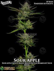 Sour Apple Autoflower (autoflower) - Humboldt Seed Company