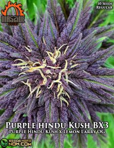 Purple hindu kush bx3 (regular) - massive seeds