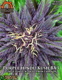 Massive Seeds - Purple Hindu Kush BX3 {REG} [10pk]