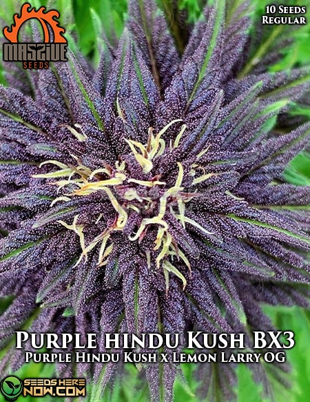 - Massive Seeds - Purple Hindu Kush Bx3 {Reg} [10Pk]
