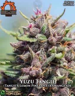 Massive Seeds - Yuzu Tangie {REG} [10pk]