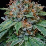 5 Leaf Clover (Regular) - Midnight Roots