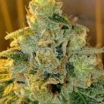 Howling Diablo (Regular) - Midnight Roots