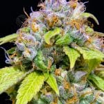 Smoked Catfish (Regular) - Midnight Roots