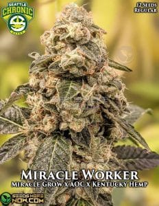 Miracle worker (regular) - seattle chronic seeds