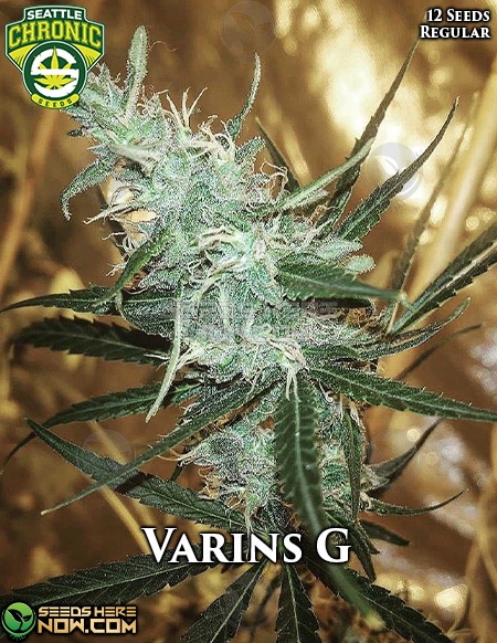 Seattle-chronic-seeds-varins-g
