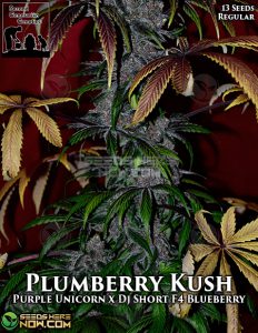 Plumberry Kush (Regular) - Second Generation Genetics