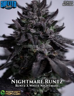 Sin City Seeds - Nightmare Runtz {REG} [15pk]