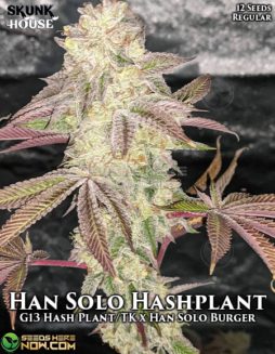 Skunk House Genetics - Han Solo Hashplant {REG} [12pk]