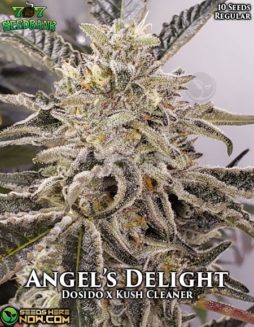 707 Seed Bank - Angel's Delight {REG} [10pk]707-seed-bank-angels-delight