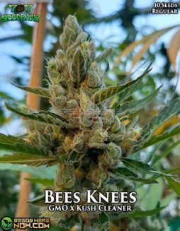 707 Seed Bank - Bees Knees {REG} [10pk]707-seed-bank-bees-knees