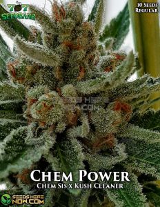 Chem Power (Regular) - 707 Seed Bank