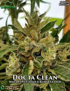 Docta Clean (Regular) - 707 Seed Bank