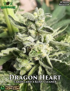 Dragon Heart (Regular) - 707 Seed Bank