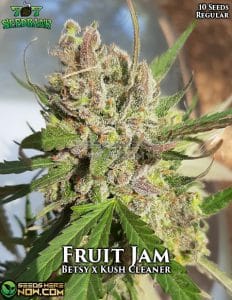 Fruit Jam (Regular) - 707 Seed Bank