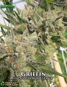 Griffin (Regular) - 707 Seed Bank