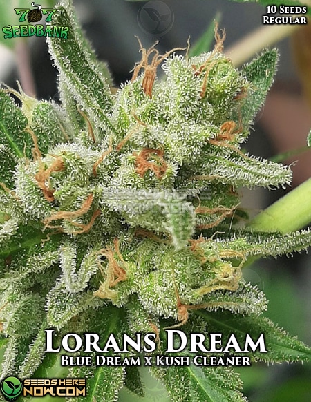 707-Seed-Bank-Lorans-Dream