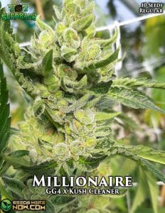 Millionaire (Regular) - 707 Seed Bank