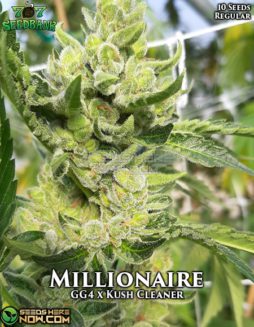 707 Seed Bank - Millionaire {REG} [10pk]707-seed-bank-millionaire