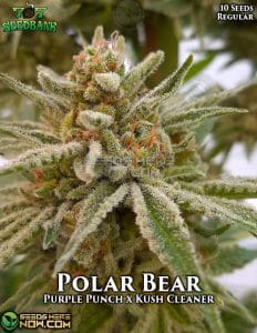Polar Bear (Regular) - 707 Seed Bank