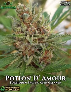 Potion D' Amour (Regular) - 707 Seed Bank