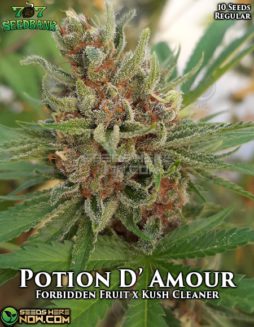 707 Seed Bank - Potion D' Amour {REG} [10pk]707-seed-bank-potion-d-amour