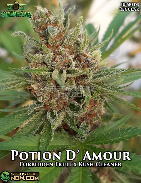 707-Seed-Bank-Potion-D-Amour
