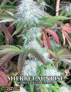 Sherbet Sunrise (Regular) - 707 Seed Bank