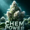 Chem Power (regular) - 707 Seed Bank