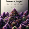 Oaxacan Jaeger (Regular) (space) Massive Seeds