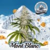 Mont blanc bonus pack (feminized) - t. H. Seeds