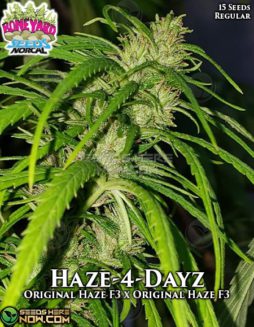 Boneyard Seeds - Haze-4-Dayz {REG} [15pk]