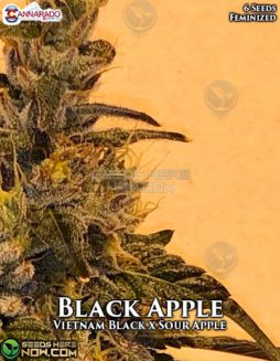 Cannarado Genetics - Black Apple {FEM} [6pk]cannarado-genetics-black-apple-fem