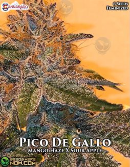Cannarado Genetics - Pico De Gallo {FEM} [6pk]cannarado-genetics-pico-de-gallo-fem