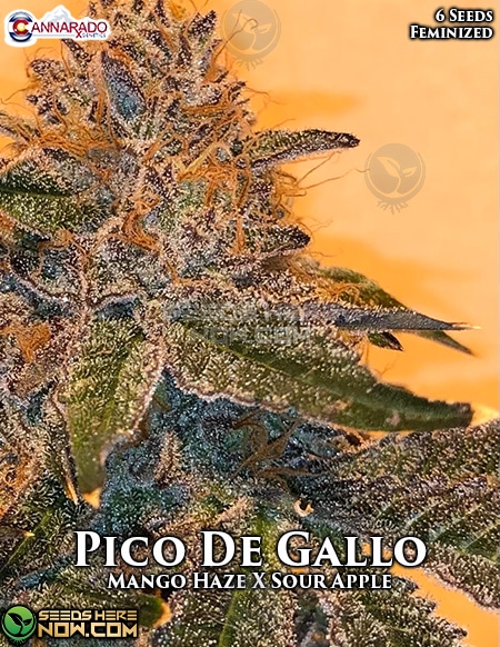 Cannarado-Genetics-Pico-De-Gallo-Fem