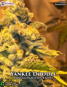 Yankee Doodle (Feminized) - Cannarado Genetics