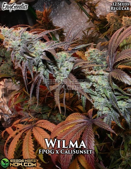 Envy-Genetics-Wilma