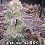 Colin OG RBX (Feminized) - Ethos Genetics