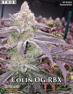 Colin Og Rbx (feminized) - Ethos Genetics