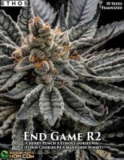 Ethos Genetics - End Game R2 {FEM}ethos-genetics-end-game-r2