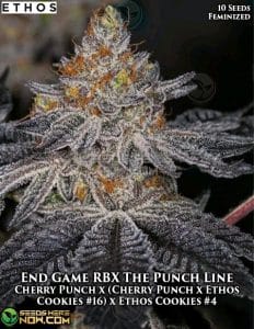 End Game Rbx the Punch Line (feminized) - Ethos Genetics