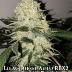 Lilac Diesel Auto RBX2 (Autoflower) - Ethos Genetics