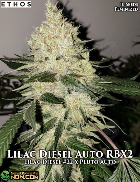Ethos-Genetics-Lilac-Diesel-Auto-Rbx2