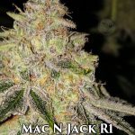 Mac N Jack R1 (Feminized) - Ethos Genetics