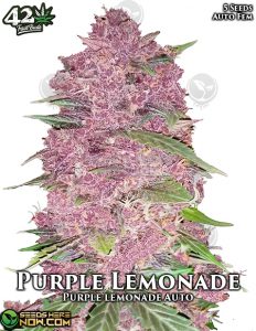 Purple Lemonade Auto (autoflower) - Fast Buds