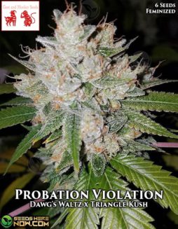 Goat and Monkey Seeds - Probation Violation {FEM} [6pk]