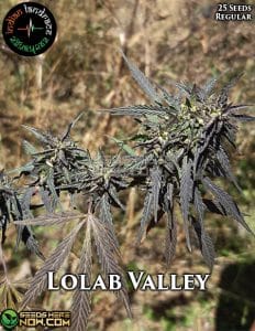 Lolab Valley (Regular) (space) Indian Landrace Exchange